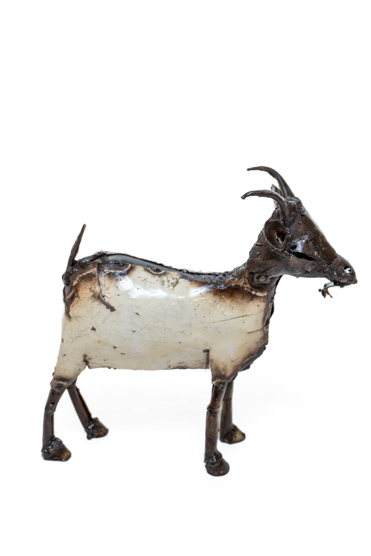 Vit get 22 cm återbruk