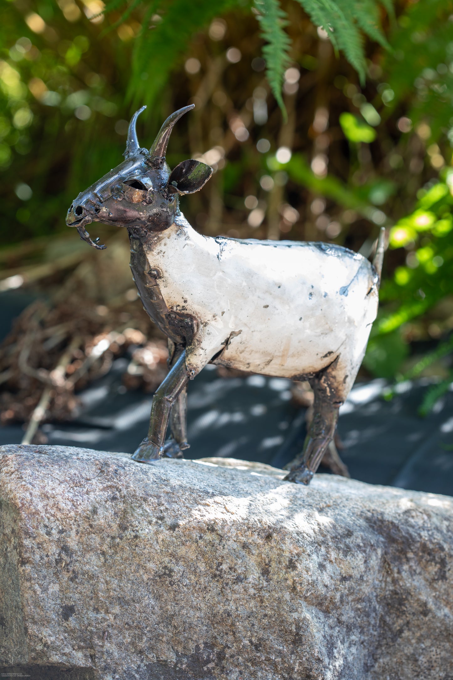 Vit get 22 cm återbruk