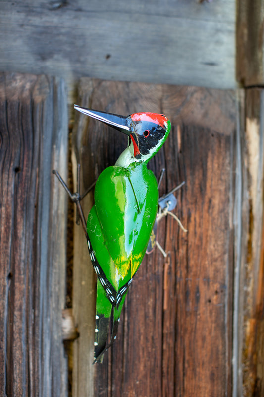 GRÖNGÖLING 29 cm återbruk