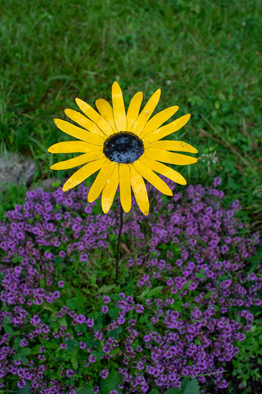 Gul prästkrage lös pinne 80 cm återbruk