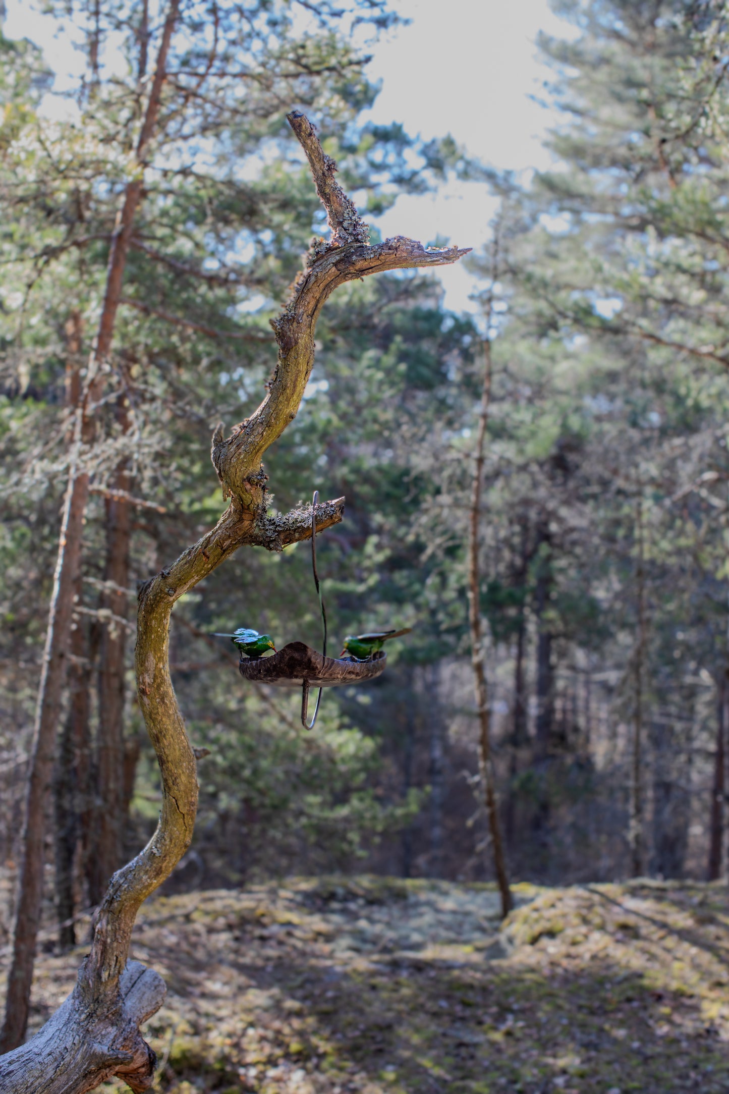 Hängande fågelbad ranka GRÖNA FÅGLAR återbruk