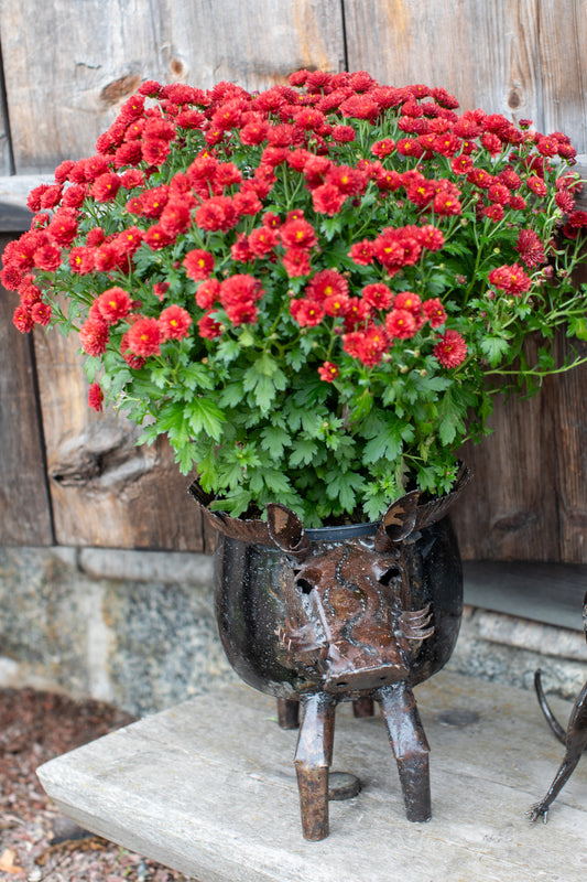 Kruka VÅRTSVIN innerdiamer 15 cm återbruk