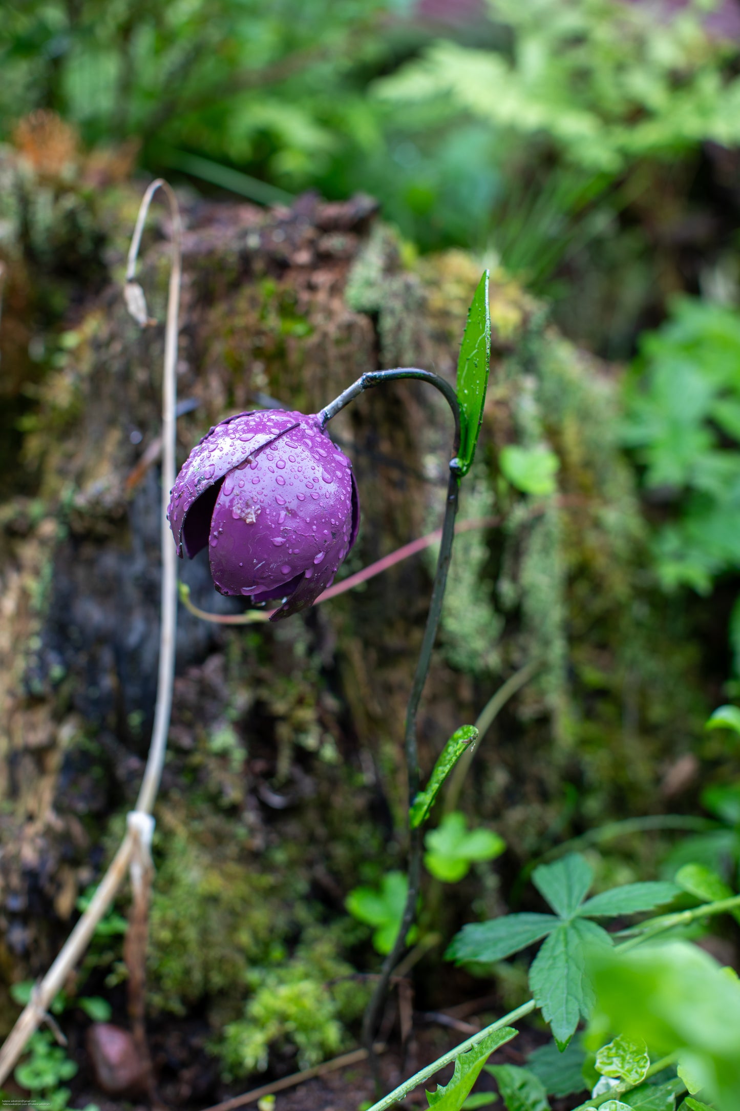 Kungsängslilja 52 cm återbruk