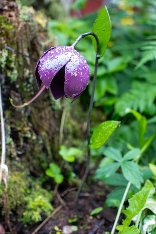 Kungsängslilja 52 cm återbruk