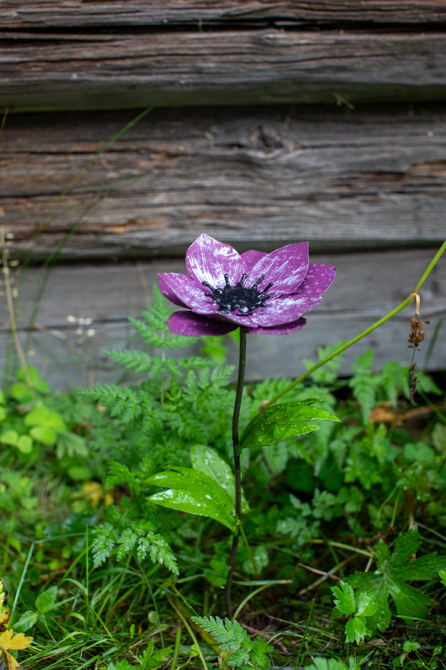 Lila anemon 45 cm återbruk