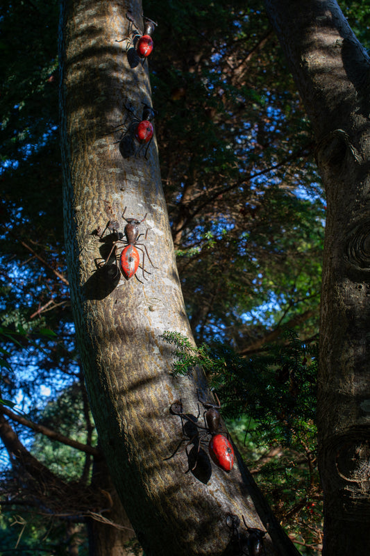 Röd myra 15 cm återbruk