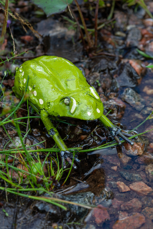 Målad groda 10 cm återbruk