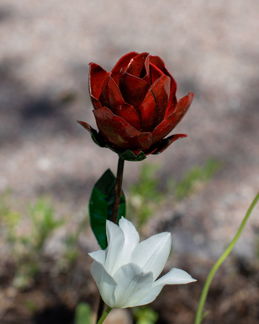 Röd ros 90 cm återbruk