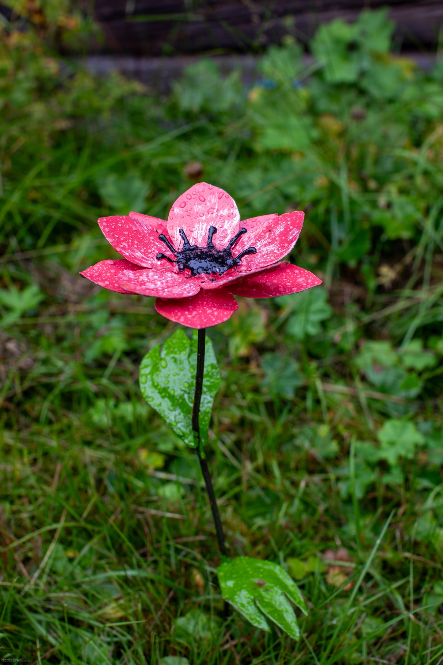 Rosa anemon 45 cm återbruk