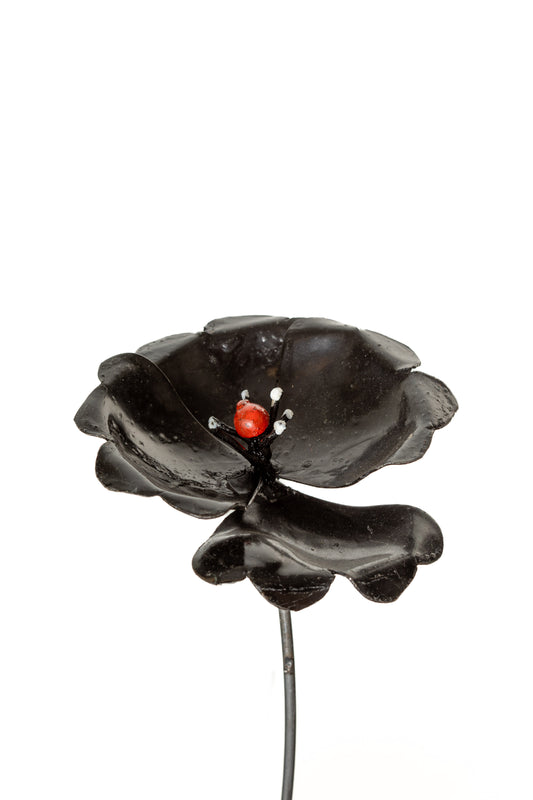 Svart vallmo 72 cm återbruk