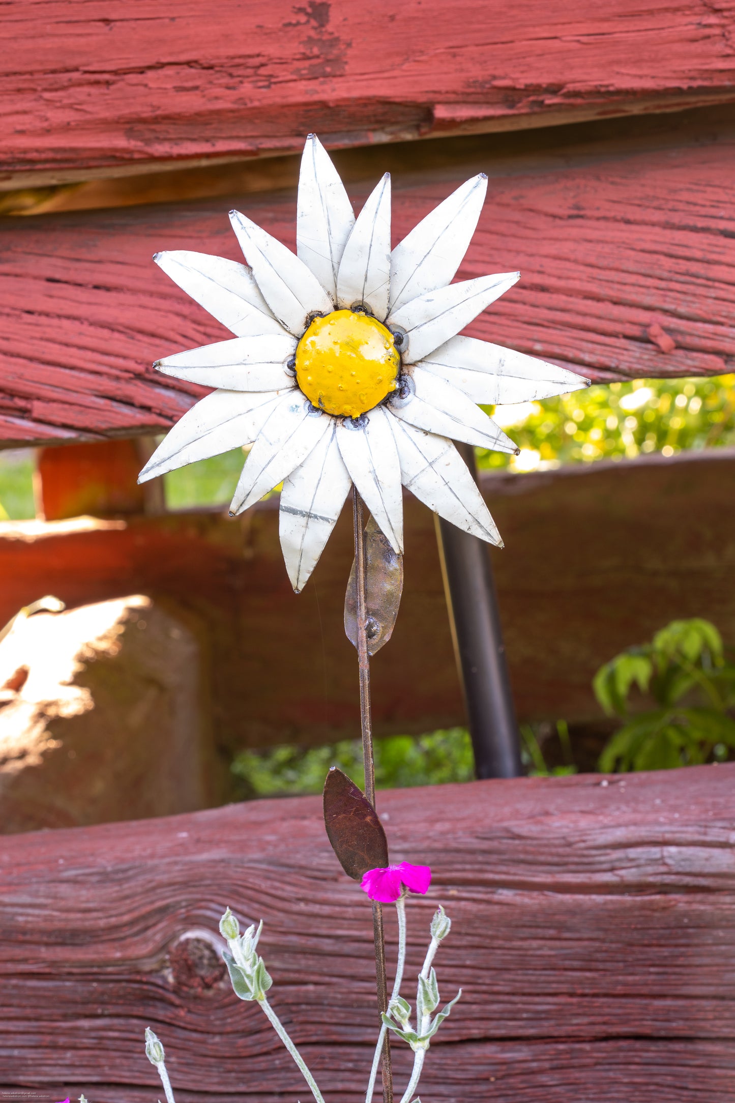 Vit solros 89 cm återbruk