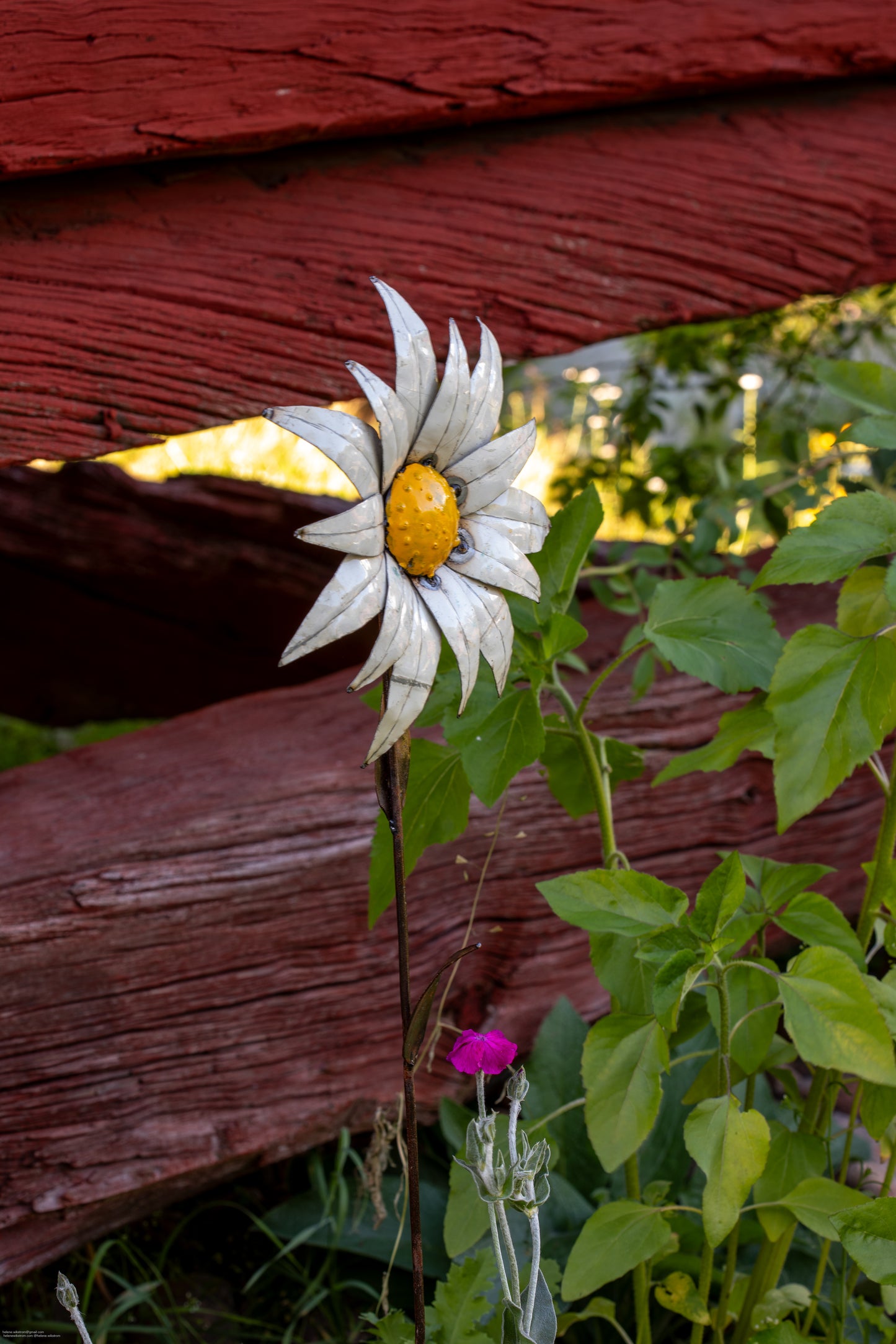 Vit solros 89 cm återbruk