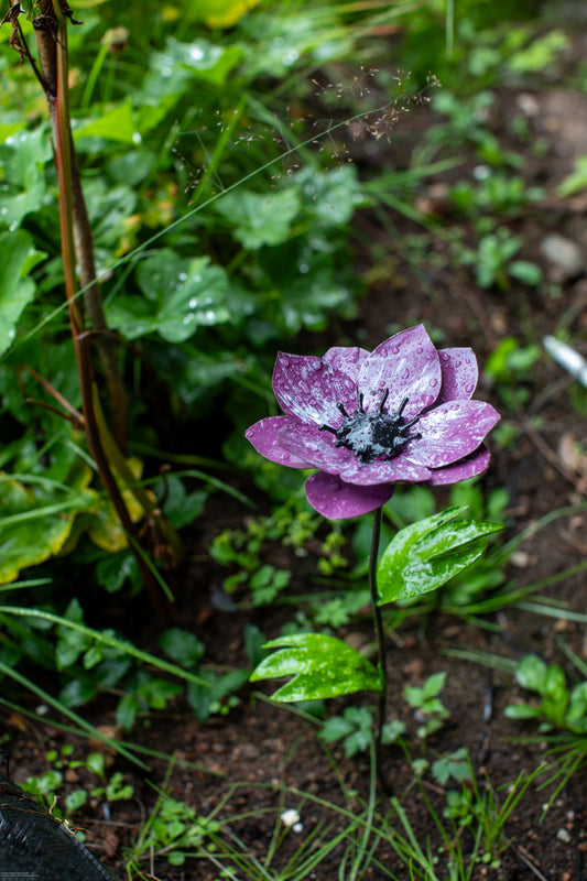 Lila anemon 45 cm återbruk