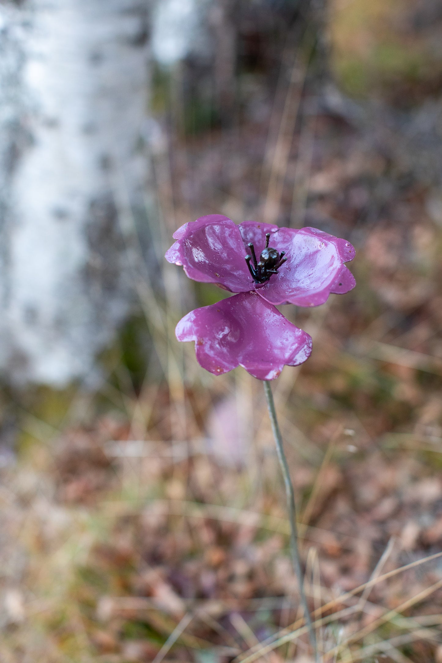 Lila vallmo återbruk