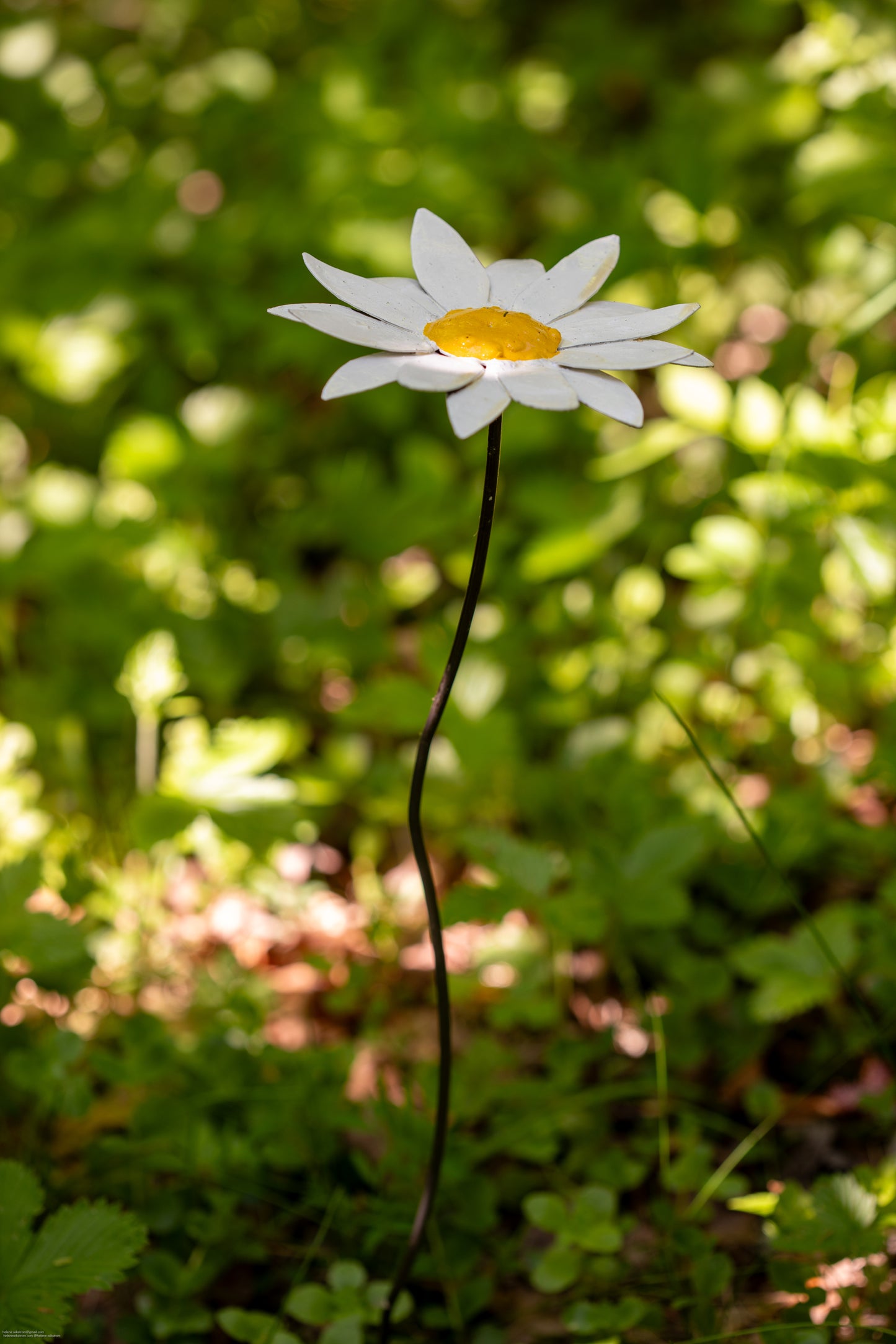 Prästkrage 50 cm återbruk