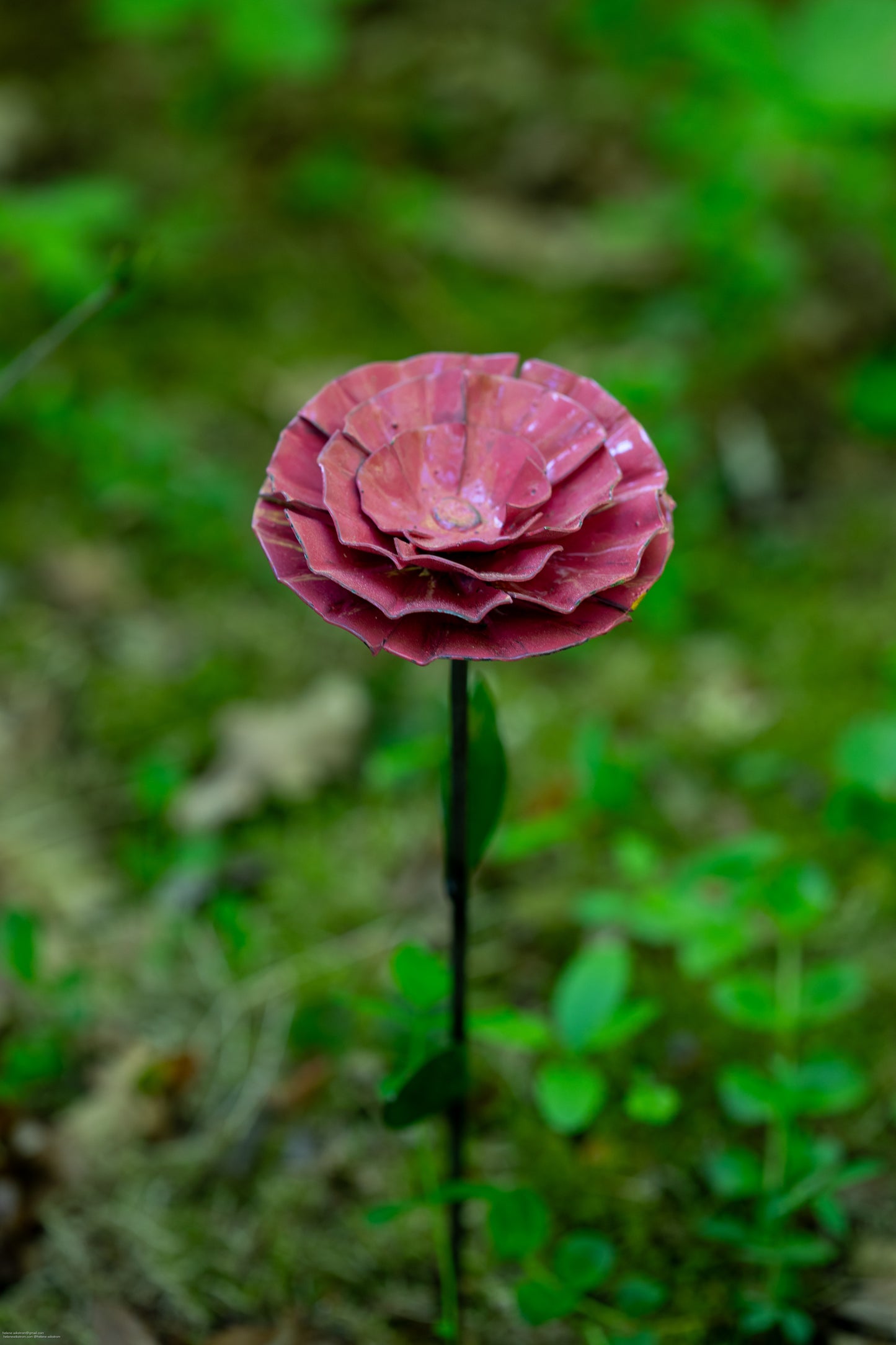 Rosa nejlika 34 cm återbruk