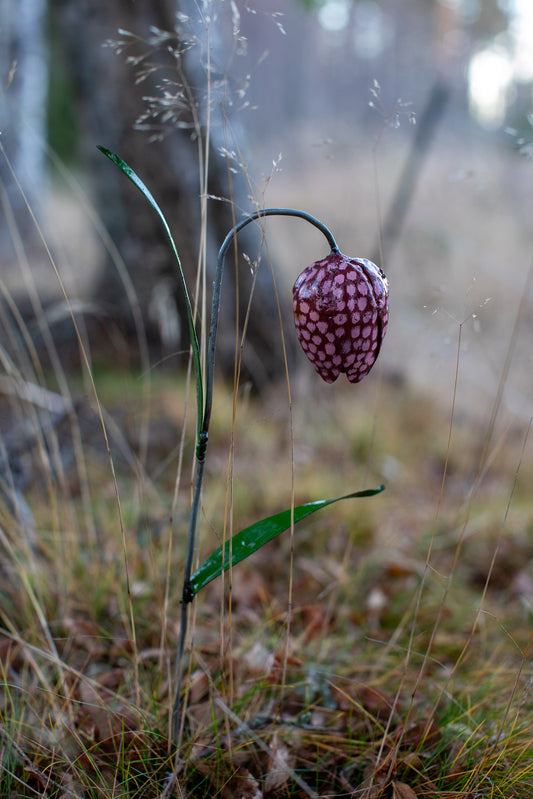 Rutig kungsängslilja återbruk