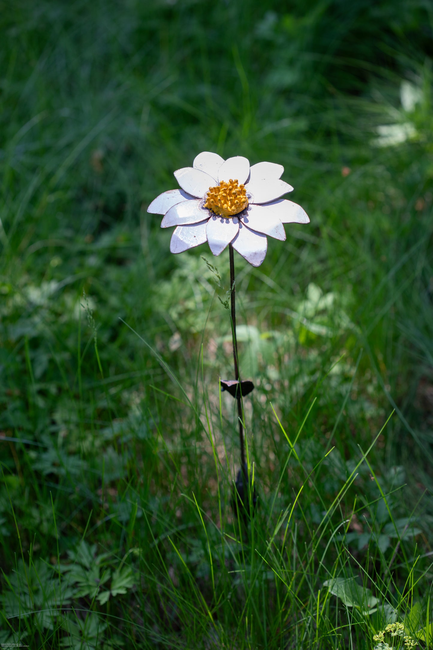 Vit aster 68 cm återbruk